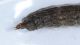Strana larva2.JPG