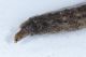 Strana larva4.JPG