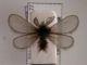 O. plumifera.JPG