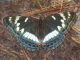 LIMENITIS POPULI VAL GRANDE 2.jpg