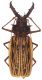 Macrodontia_cervicornis_Brazil_Amazonas_I-1986_120mm.jpg