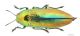 Euthyrea_aurata_s.JPG