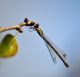 lestes.jpg
