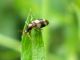 viopterus_1285691538_small.jpg