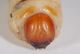Aclees taiwanensis_larva3.JPG