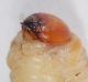 Aclees taiwanensis_larva4.JPG