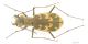 Cylindera_arenaria_s_IMG_8247_C00870.JPG