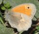 IMG_2181 Hyponephele lupina forum.jpg