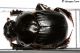 Bubas bison (Linnaeus, 1767)1024.jpg