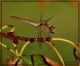 Sympetrum2.jpg