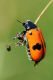 0 9 uy bug.jpg