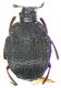 Histeridae_Prima-Porta_28-XII-1985_dorso_2.1mm.jpg