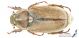 Anoxia_pasiphae_s_C00925.JPG