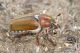 Anoxia_pasiphaeIMG_9283.JPG