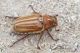 Anoxia_matutinalisIMG_9459.JPG