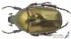 Protaetia_angustata_s_C00949.jpg