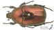 Protaetia_angustata_s_C00947.JPG