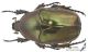 Protaetia_angustata_s_C00952.jpg