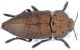 Capnodis tenebricosa 0.JPG