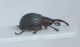 Apionidae ID3.JPG