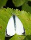 DSC08218.jpg