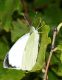 DSC08219.jpg