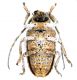 Crossotus plumicornis_Zambia_Kacheleco_003.jpg