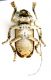 Crossotus plumicornis_male_Zambia_Kacheleco_013.jpg