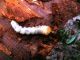 Morimus asper_larva_Campigna_9_10-10-2010_Morimus asper_larva 049.jpg
