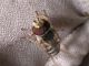 Campigna_9_10-10-2010_Sirphidae 006.jpg