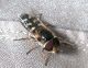 Campigna_9_10-10-2010_Sirphidae 005.jpg