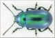 Oreina speciosissima troglodytes.jpg