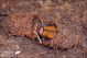 Rhynchophorus_ferrugineus_3596.jpg