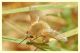 bombyliidae (1).JPG