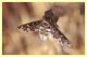bombyliidae.JPG