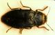 Phaenops cyanea cyanea (Fabricius, 1775).JPG