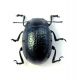 C.stachydis.JPG
