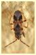 lygaeidae.JPG