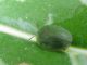 Cassida sp (2).JPG