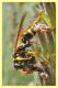 polistes gallicus che mastica musca domestica per il nido.JPG