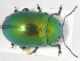Chrysolina cf herbacea2.JPG