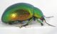 Chrysolina cf herbacea3.JPG