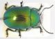 Chrysolina cf herbacea4.JPG