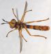 Conopidae3.JPG