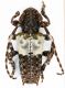 Pogonocherus_hispidulus_Sila_1980_7,8mm.jpg