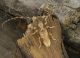Deroplia_annulicornis.JPG