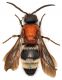 Mutillidae.jpg