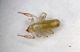 Pseudoscorpione 05.JPG
