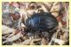 Erodius siculus (1).JPG