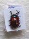 1° chrysomelia populis.jpg